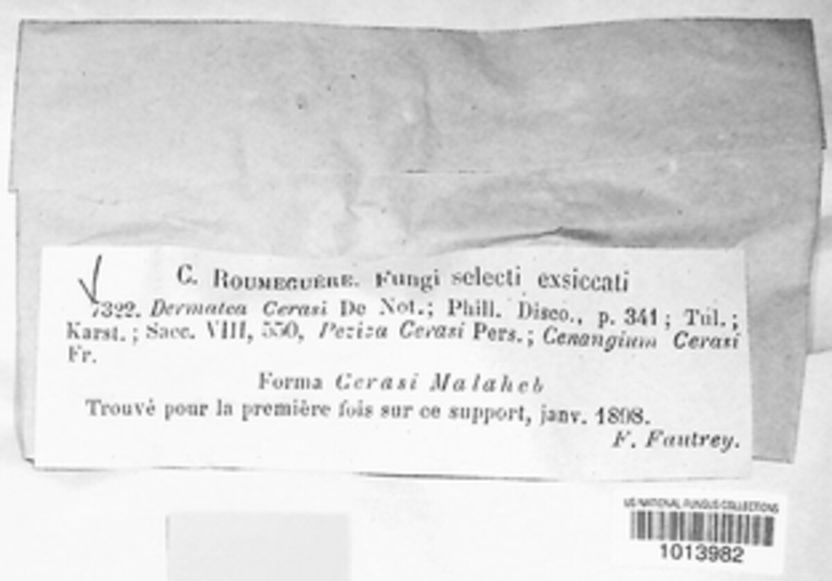 Dermea cerasi image